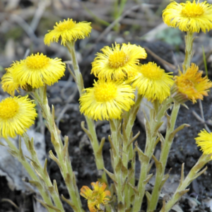 tussilago farfara