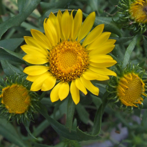 grindelia