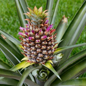 ananas