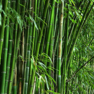 bamboo