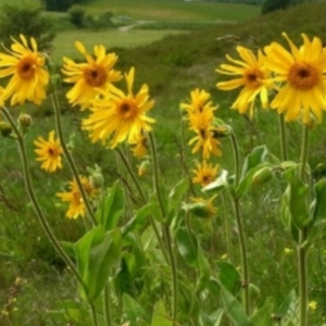 arnica