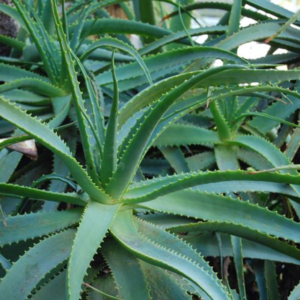 ALOE