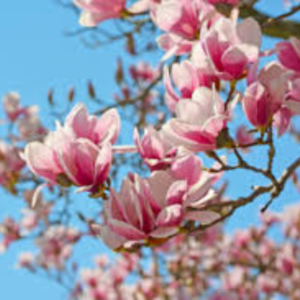 magnolia