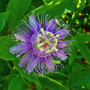 passiflora