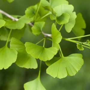 ginko biloba