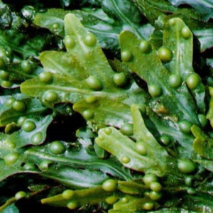 fucus vesciculus