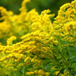 solidago