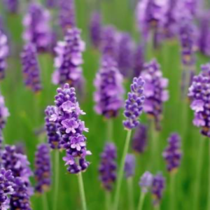 lavanda