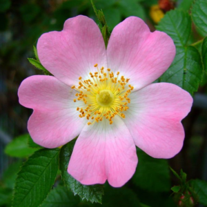 rosa canina