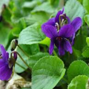 violetta selvatica