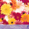 EquiFlora_iCavallidelSole_