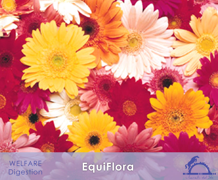 EquiFlora_iCavallidelSole_