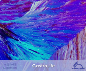 GastroLife_iCavallidelSole_