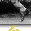 2-2_TRAINING-Energy_iCavallidelSole_
