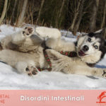 DISORDINI INTESTINALI disturbi digestivi del cane