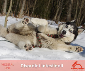 DISORDINI-INTESTINALI_iCavalliDelSole_