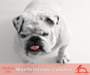 MANIFESTAZIONI-CUTANEE_iCavalliDelSole_