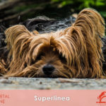 SUPERLINEA tonico stimolante metabolismo cane