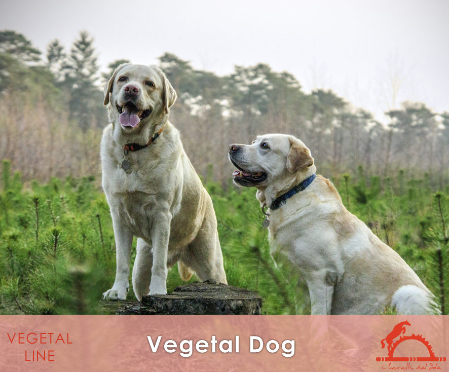 VEGETAL-DOG_iCavalliDelSole_