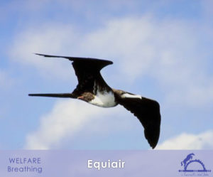 Equiair_iCavallidelSole_