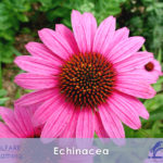 ECHINACEA raffreddori e tosse occasionali