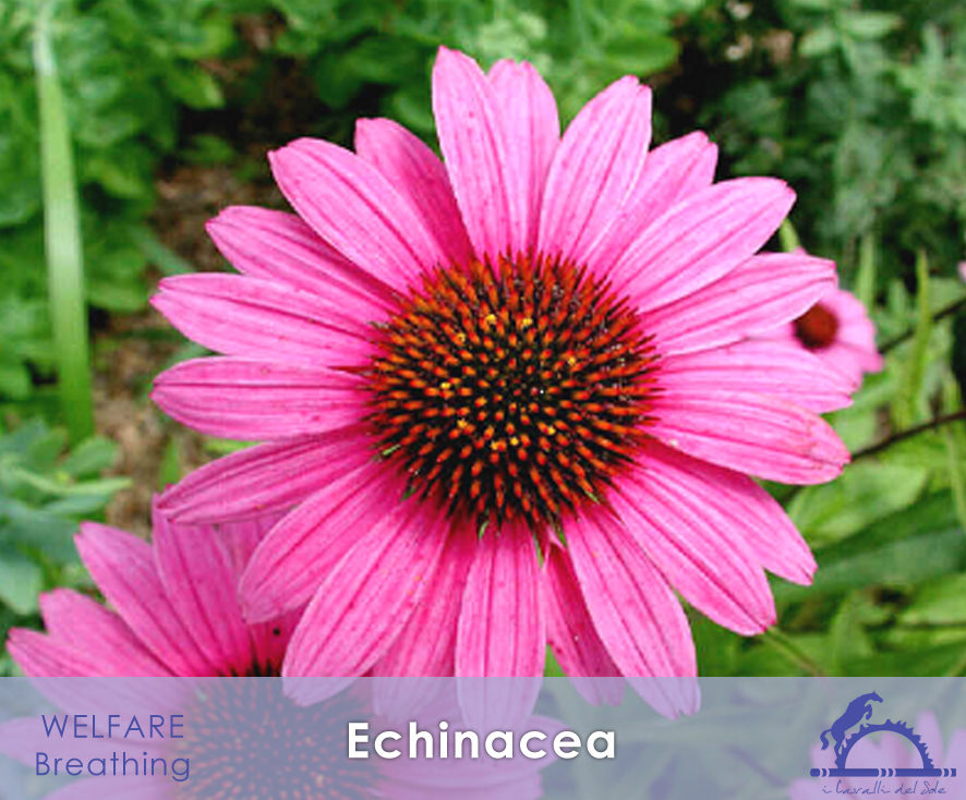 Echinacea_iCavallidelSole_