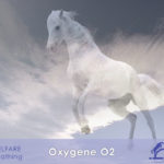 OXYGENE O2 tosse bronchite allergica cavallo
