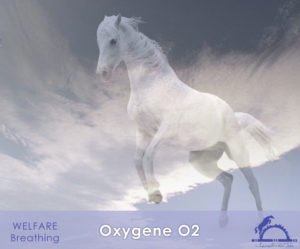 OxygeneO2_iCavallidelSole_