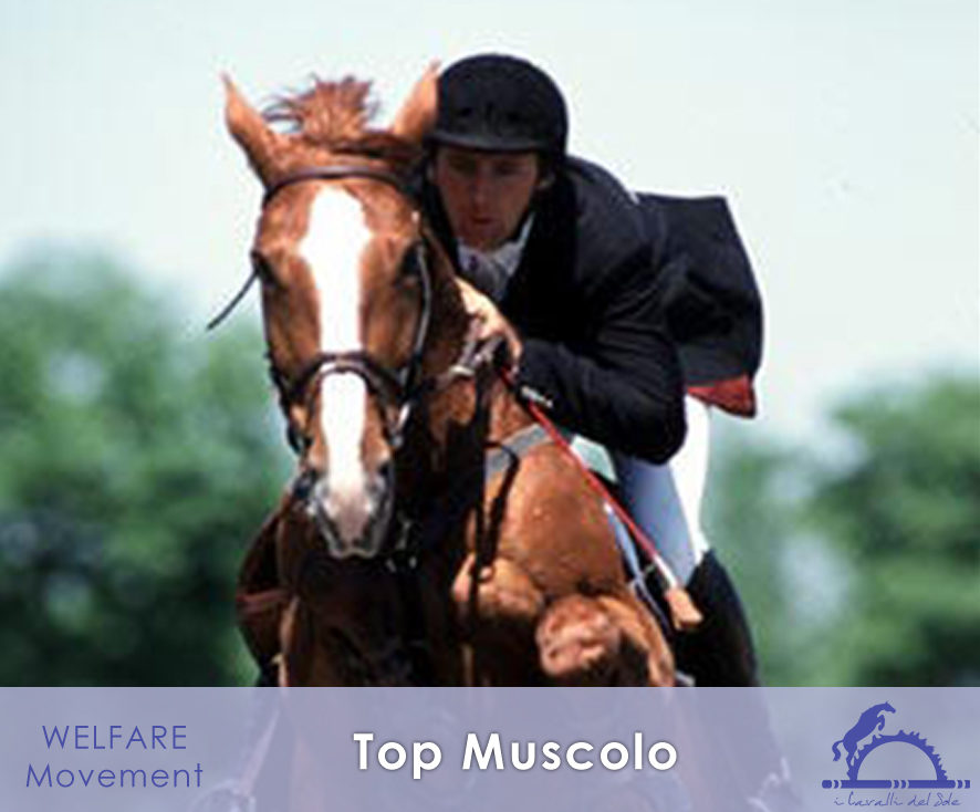 Top Muscolo_iCavallidelSole_