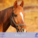 EASY GEL gel arnica