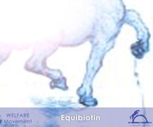 Equibiotin_iCavallidelSole_