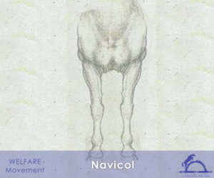 Navicol_iCavallidelSole_