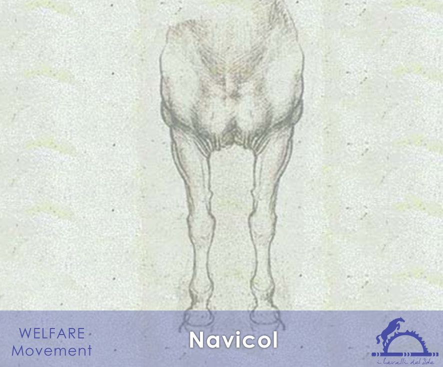 Navicol_iCavallidelSole_