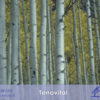 Tenovital_iCavallidelSole_