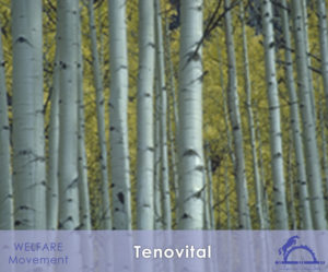 Tenovital_iCavallidelSole_