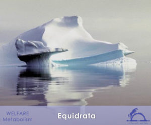 Equidrata_iCavallidelSole_