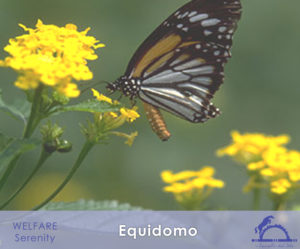 Equidomo_iCavallidelSole_