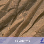 EQUIDERMA - DERMA dermatiti eruzioni cutanee