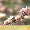 EquiForma_iCavallidelSole_