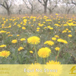 EQUI NO STRESS - NO STRESS contro ansia paure e tensione