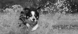 bg_animali-da-compagnia_small_