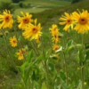 DREN ARGIL argilla con arnica forte - immagine 7