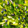 DREN ARGIL argilla con arnica forte - immagine 12