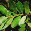 DREN ARGIL argilla con arnica forte - immagine 10