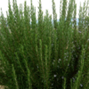 DREN ARGIL argilla con arnica forte - immagine 9