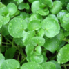 EQUIFLORA coliche frequenti - immagine 8