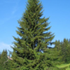 DREN ARGIL argilla con arnica forte - immagine 8