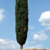 DREN ARGIL argilla con arnica forte - immagine 11