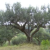 RENODREN diuresi depurazione reni - immagine 6