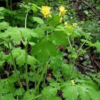 EQUIFLORA coliche frequenti - immagine 6